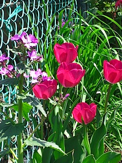 Garden Tulips